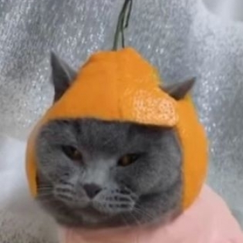 Апельсиновый Кот