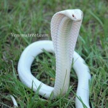 oleg snake