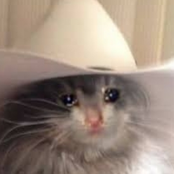 CatMan CatMan