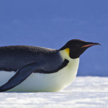 Пингвинов Погонщик