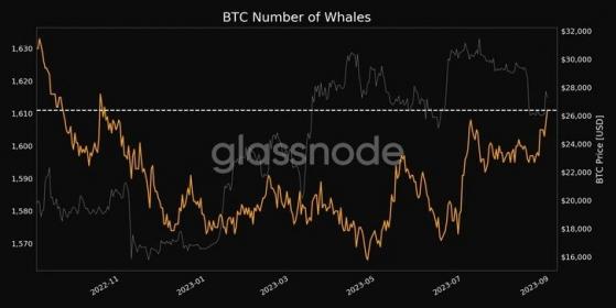 Glassnode: на этой неделе число BTC-китов достигло 10-месячного пика